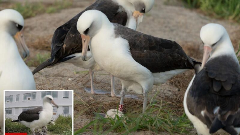 World’s oldest-known wild bird lays an egg in Hawaii at age 74