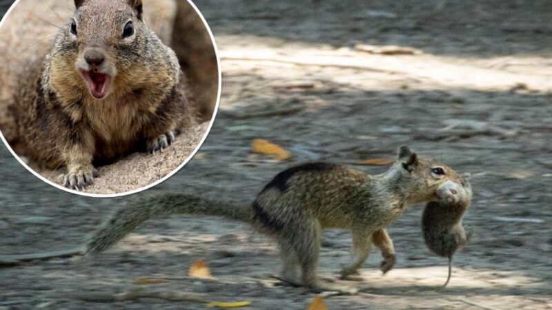 Scientists stunned after observing ‘carnivorous’ squirrels eating voles