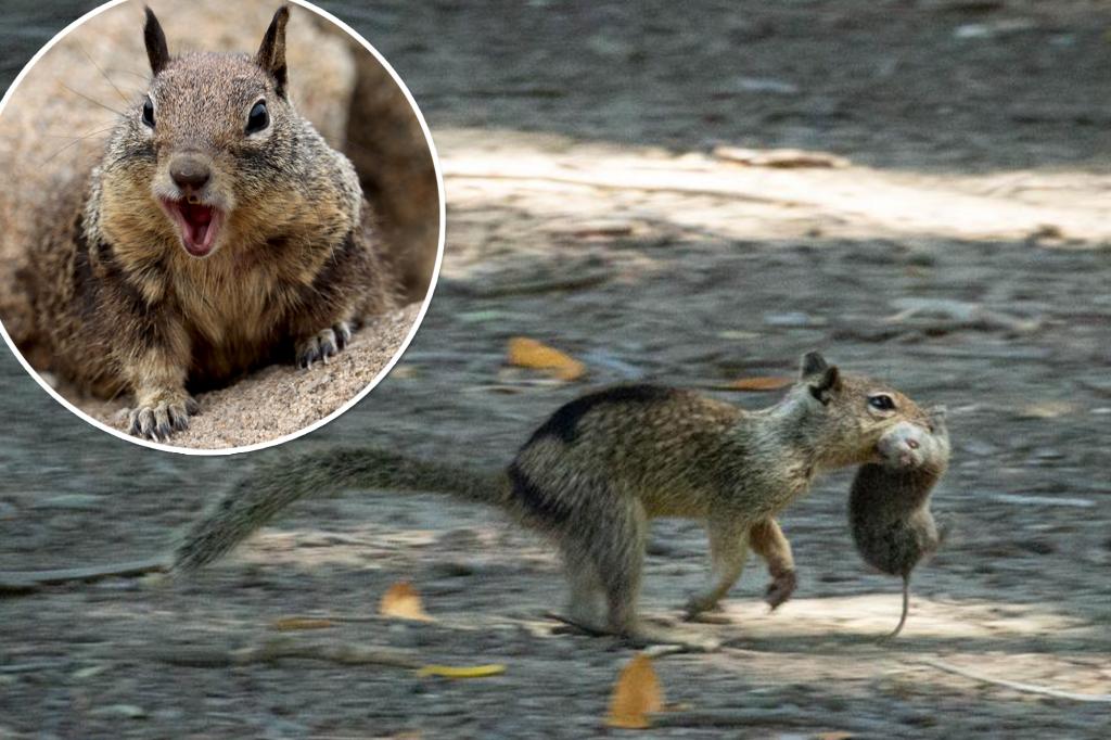 Scientists stunned after observing ‘carnivorous’ squirrels eating voles