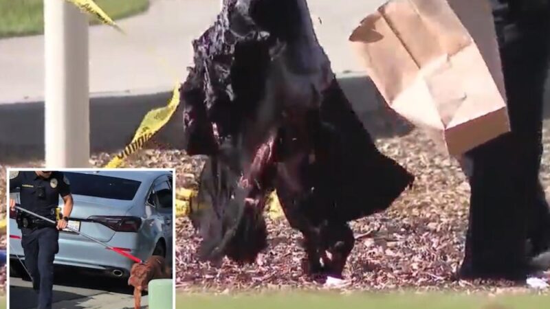 California man mauled to death by his own 3 dogs in front of horrified onlookers at playground