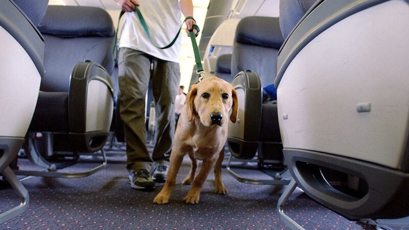 Airline passenger sparks debate after being seated near massive dog on plane