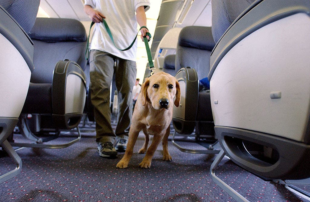 Airline passenger sparks debate after being seated near massive dog on plane