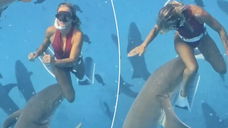 Terrifying moment shark bites woman captured in wild video