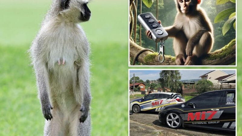 Home panic alarm set off by remote-stealing monkey, security co. says