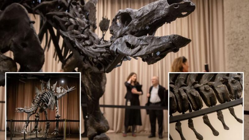 Massive, 150M-year-old Stegosaurus skeleton headed to NYC museum — thanks to billionaire Ken Griffin