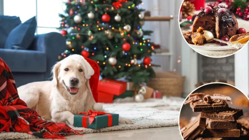 Vets warn against giving your dog these common Christmas foods: ‘They can react badly’