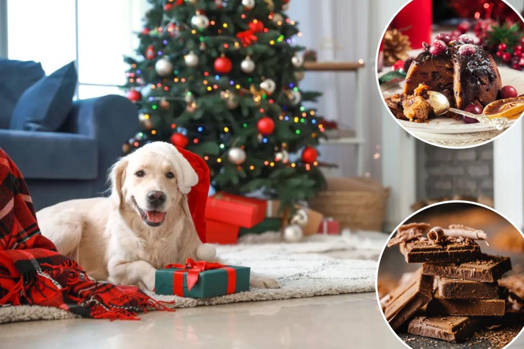 Vets warn against giving your dog these common Christmas foods: ‘They can react badly’