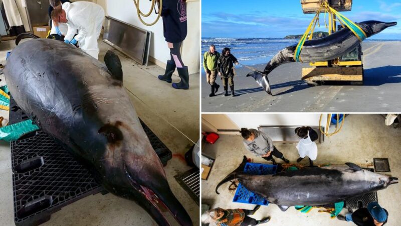 Extremely rare spade-toothed whale to be dissected in New Zealand