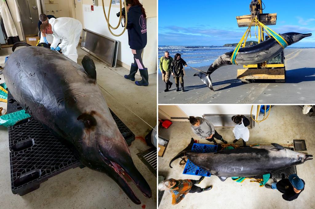 Extremely rare spade-toothed whale to be dissected in New Zealand