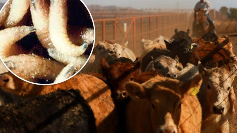 Flesh-eating screwworm invasion threatens US beef supply: USDA