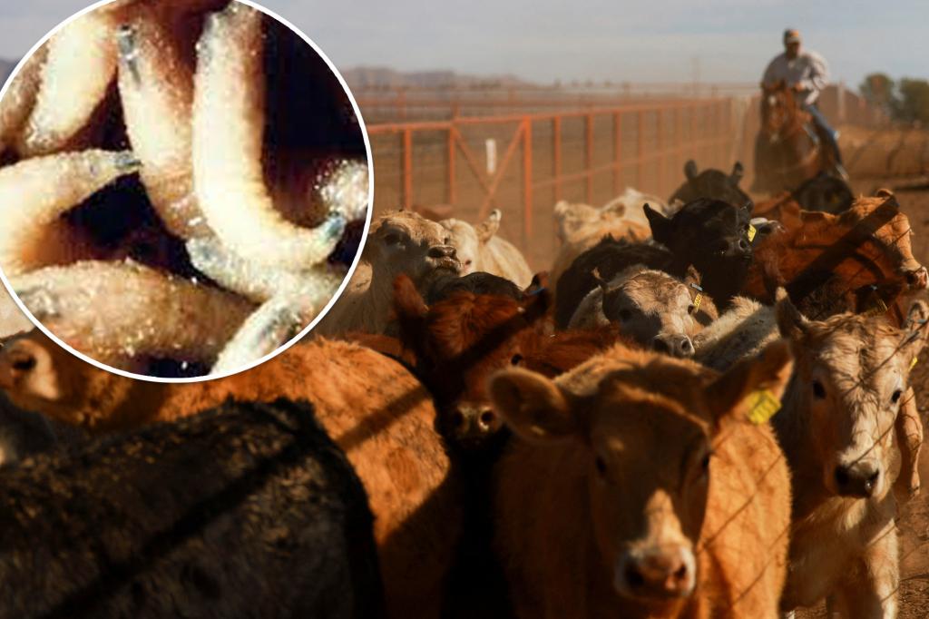 Flesh-eating screwworm invasion threatens US beef supply: USDA