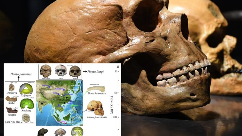 Scientists discover lost ‘big head’ human species in Asia