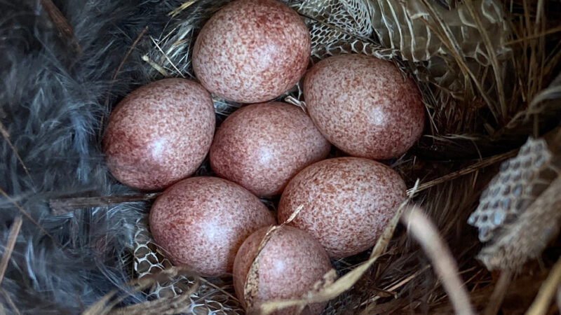 Snakeskin: It’s Fashionable, and It Scares Predators Away From Bird Nests