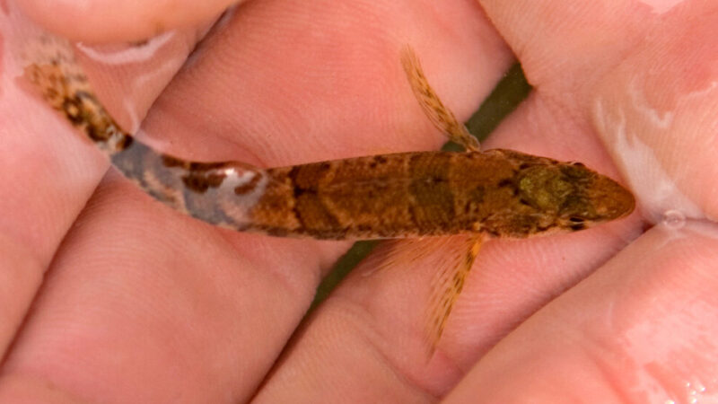 This Tiny Fish’s Mistaken Identity Halted a Dam’s Construction