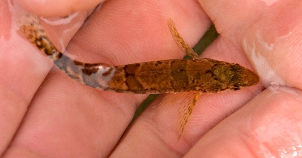 This Tiny Fish’s Mistaken Identity Halted a Dam’s Construction