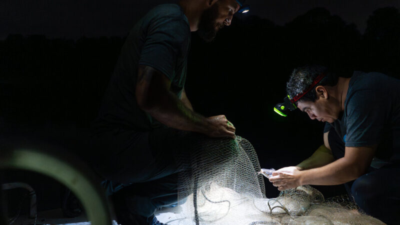 Panama Canal’s Expansion Opened Routes for Fish to Relocate