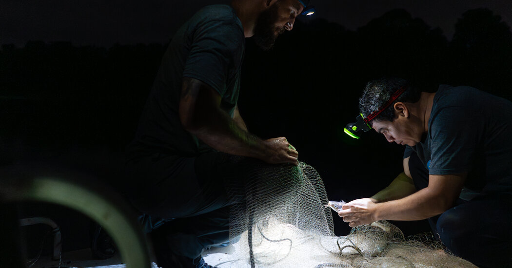 Panama Canal’s Expansion Opened Routes for Fish to Relocate