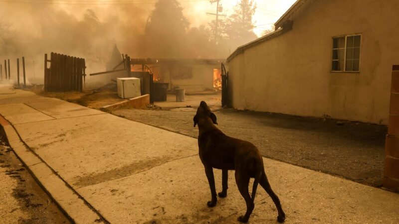 Los Angeles Animal Shelters Struggle With Influx of Displaced Pets