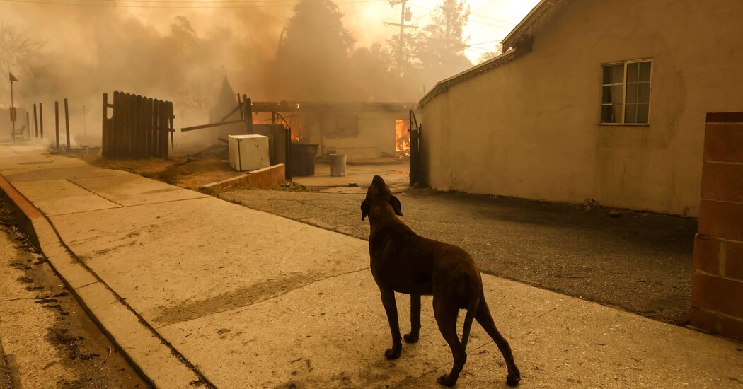 Los Angeles Animal Shelters Struggle With Influx of Displaced Pets