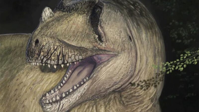 New predator dinosaur species discovered after century of misclassification