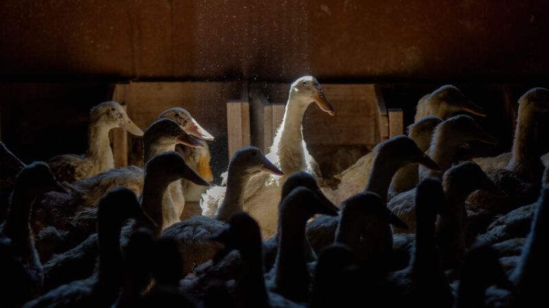 100,000 Ducks to Be Killed After Bird Flu Strikes Long Island Farm