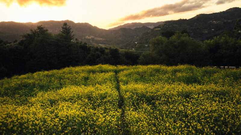 A Bastion of Los Angeles Hippie Culture Survived the Flames