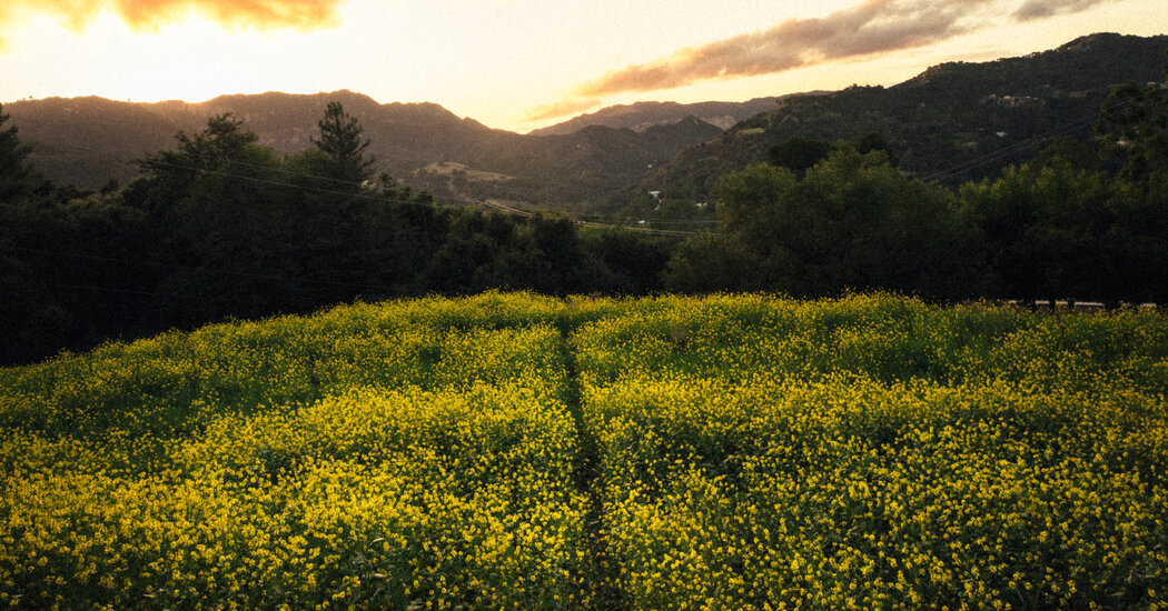 A Bastion of Los Angeles Hippie Culture Survived the Flames