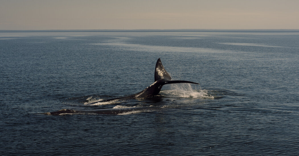 Biden Administration Withdraws Proposal to Expand Protections for Rare Whales