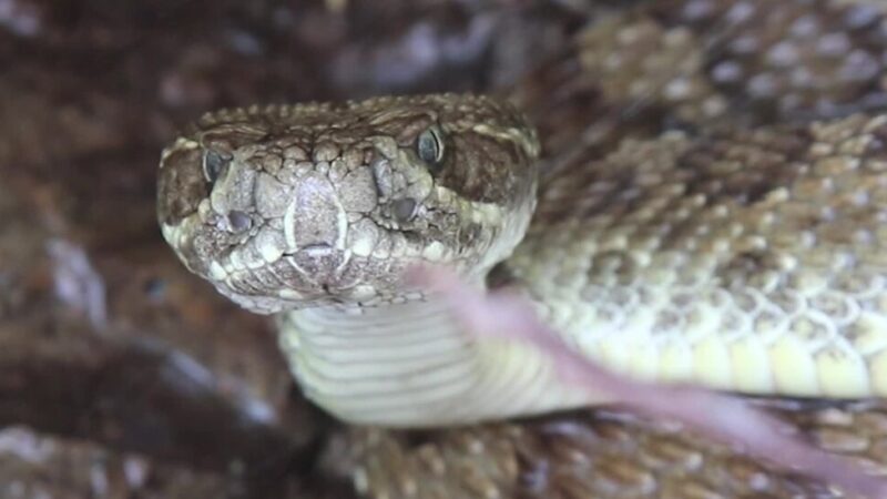 Rain-Collecting Rattlesnakes Give New Meaning to ‘Thirst Trap’