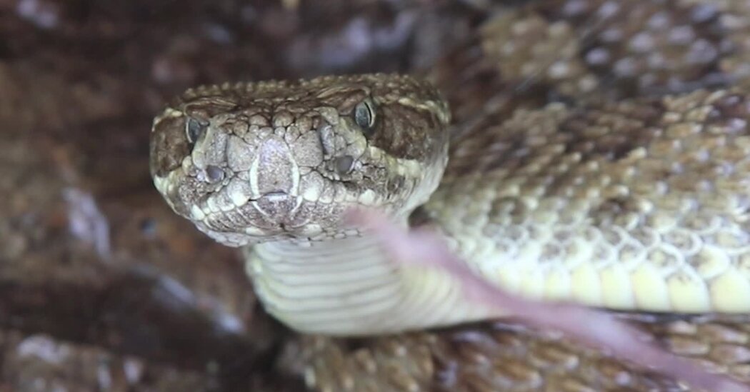 Rain-Collecting Rattlesnakes Give New Meaning to ‘Thirst Trap’