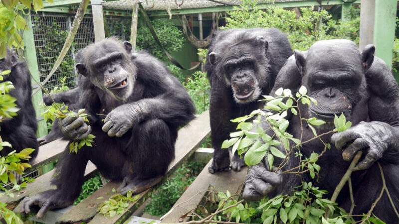 Do Chimps Who Pee Together Stay Together?