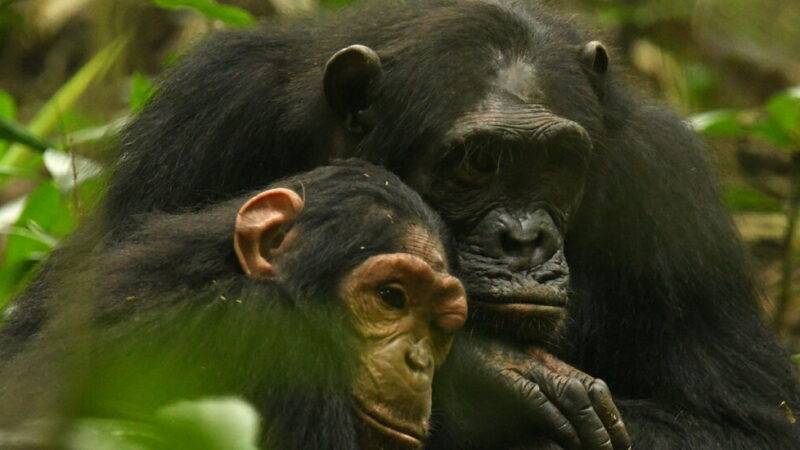 Mother Chimp and Daughter Share a Special Sign