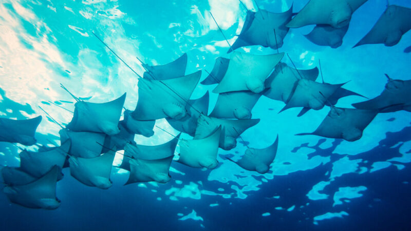 Scientists Finally Make Heads of Giant Stingray Tails