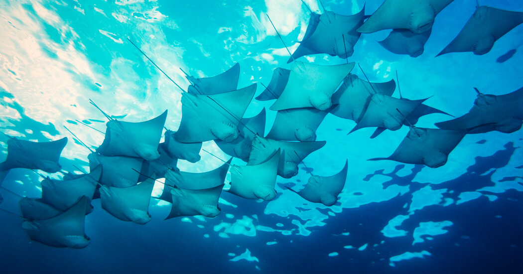 Scientists Finally Make Heads of Giant Stingray Tails