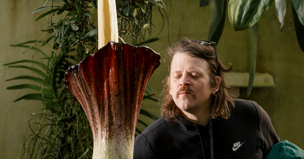 What’s That Stench? A Corpse Flower Blooming at Brooklyn Botanic Garden.