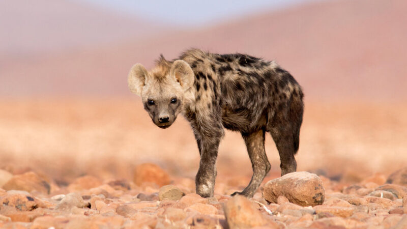 A Spotted Hyena Turns Up in Egypt After a 5,000 Absence