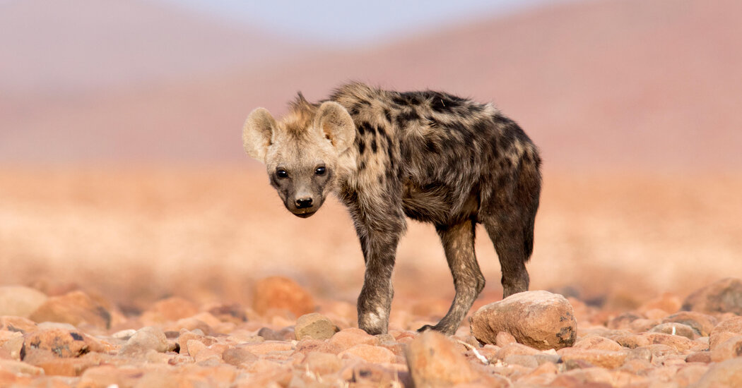 A Spotted Hyena Turns Up in Egypt After a 5,000 Absence