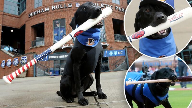 Ripken The Bat Dog, sport item fetching pooch in North Carolina, dies