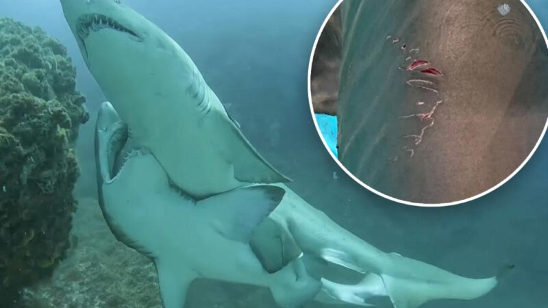 Male sharks grip females with teeth during sex: scientists