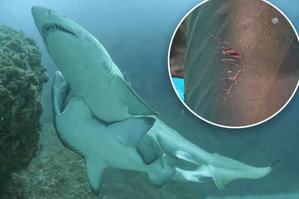 Male sharks grip females with teeth during sex: scientists