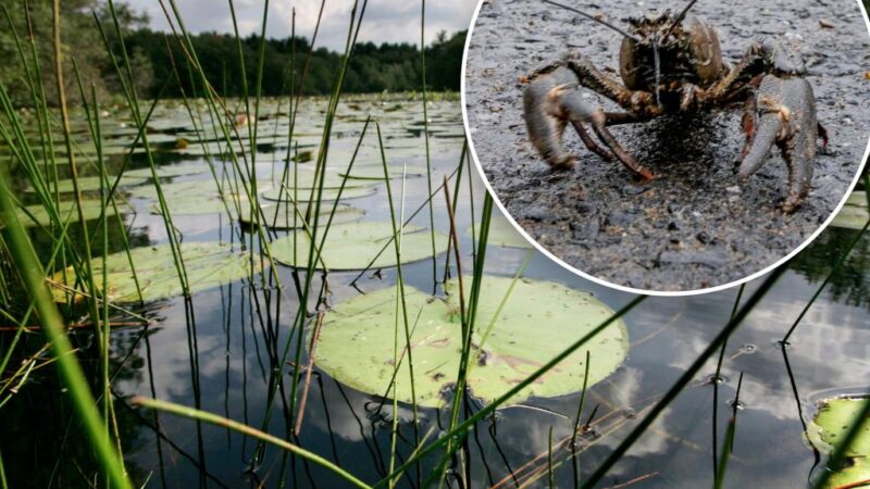 Freshwater animals could go extinct due to ‘many threats’: new research