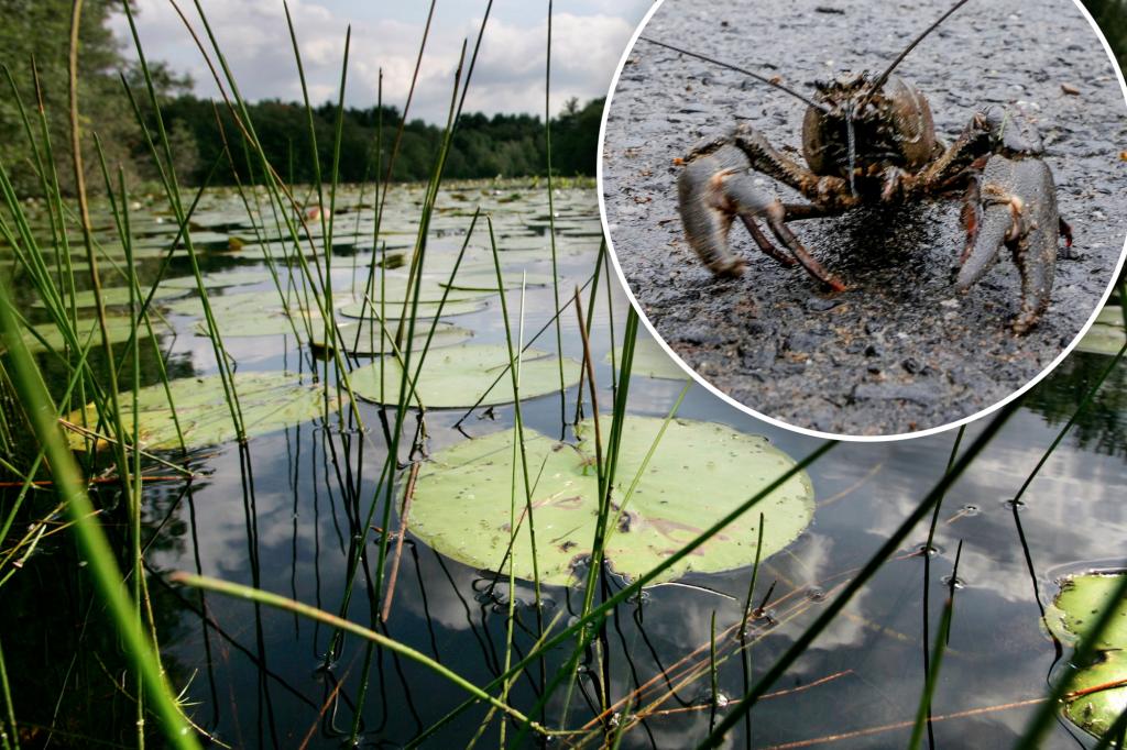 Freshwater animals could go extinct due to ‘many threats’: new research