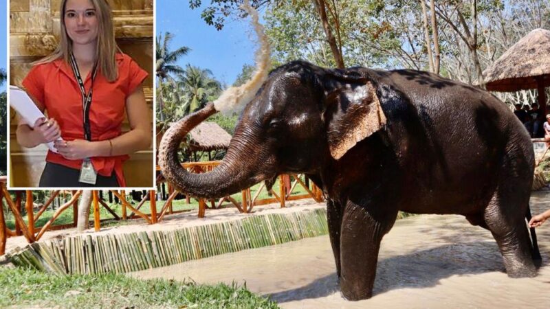 Expert warns Americans about elephant tourism after young student is killed in Thailand: ‘Recipe for disaster’