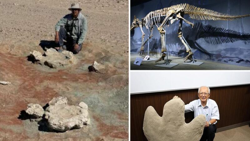 Largest two-legged dinosaur footprints discovered, scientists say