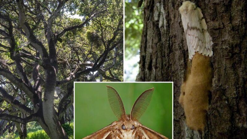 ‘Gross’ moth invasion wreaks havoc on forests — and property values: ‘A very bad effect’