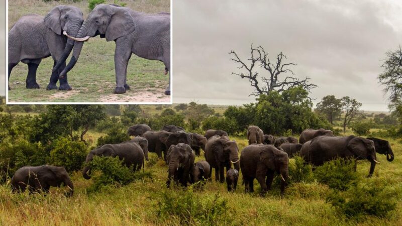 South African elephant tramples, kills tourist who was trying to save children