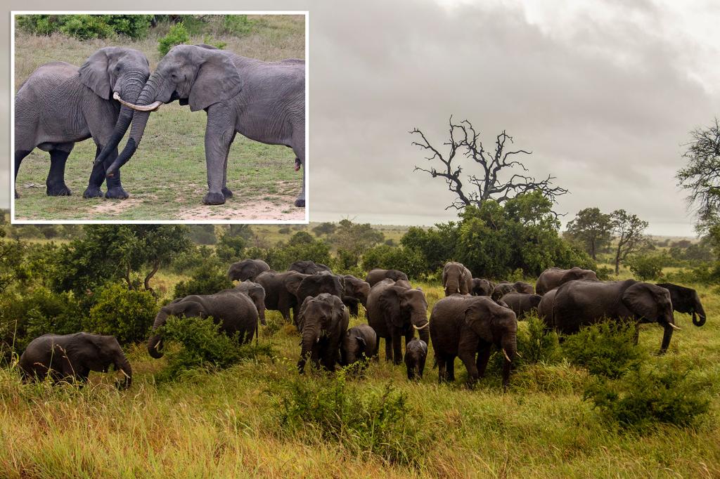 South African elephant tramples, kills tourist who was trying to save children