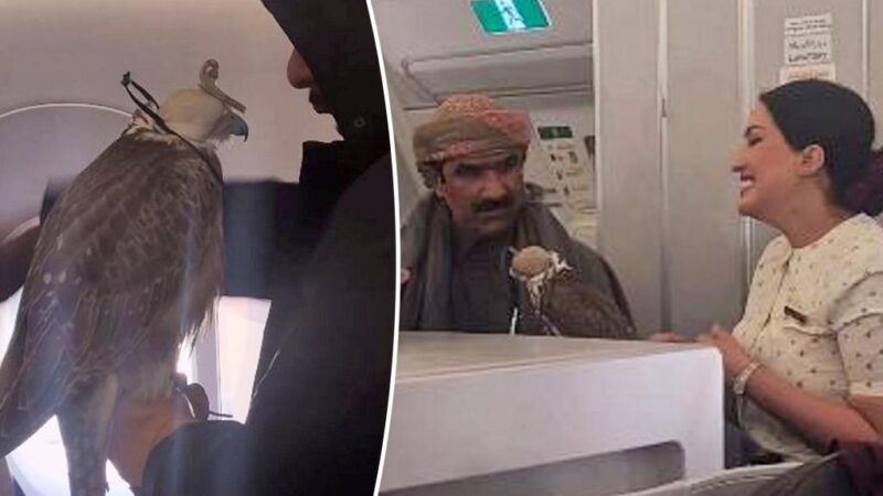 Airplane passenger baffled after spotting falcons on board: ‘Am I dreaming?’