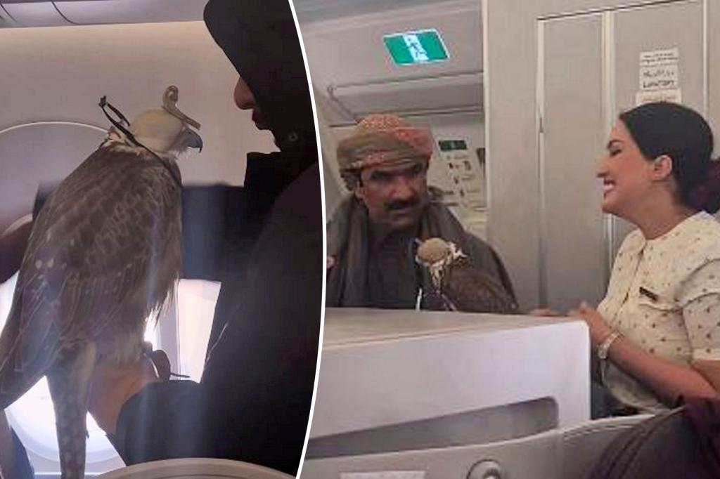 Airplane passenger baffled after spotting falcons on board: ‘Am I dreaming?’