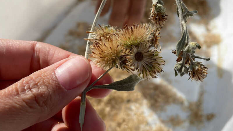 As the Eaton Fire Still Burns, Locals Gather Seeds to Regrow